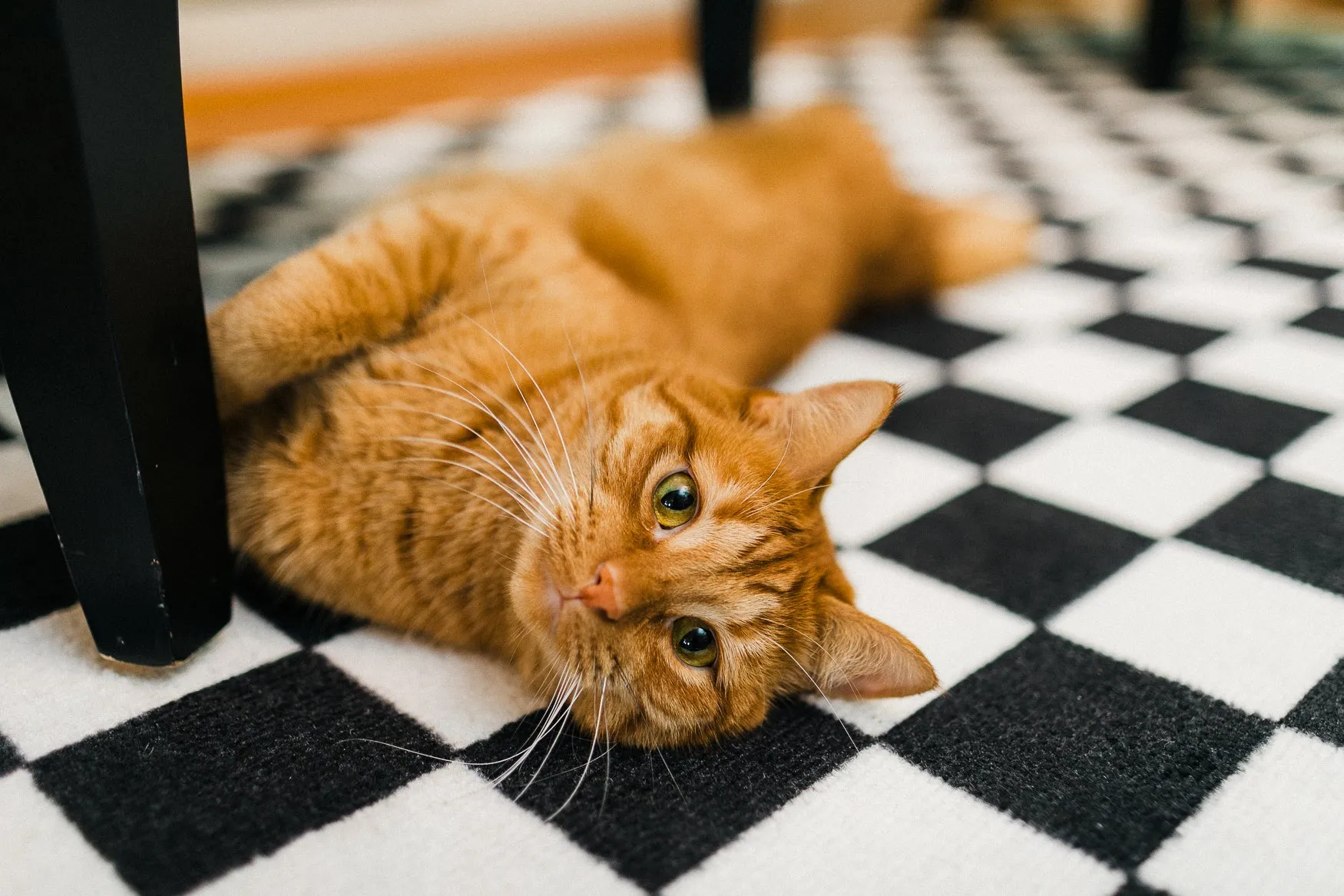 Black and White Checkerboard Rug | Neutral Classroom Rug | Retro Hopscotch | Schoolgirl Style